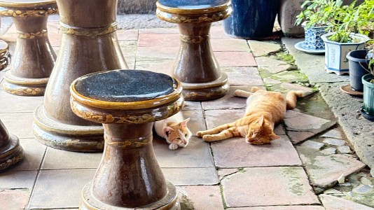 あまりの暑さに、へばっている猫　興福寺にて